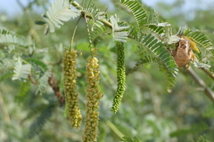 Prosopis juliflora