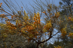 Hakea lorea