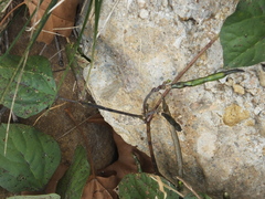 Vigna unguiculata cylindrica