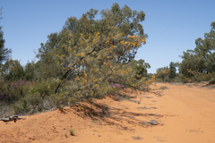 Hakea lorea