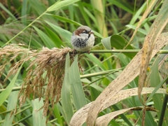 Passer domesticus