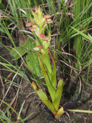 Disa brevicornis