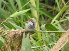 Passer domesticus