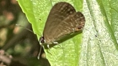 Jamides bochus formosanus