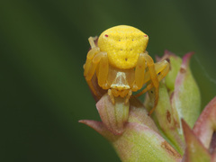 Thomisus citrinellus