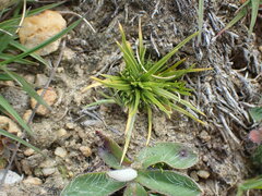 Colobanthus strictus