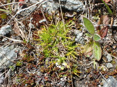 Colobanthus strictus