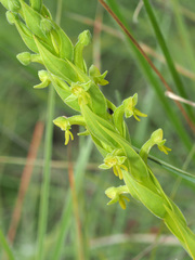 Habenaria pseudociliosa