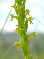 Habenaria pseudociliosa