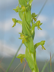 Habenaria pseudociliosa