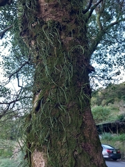 Lepisorus thunbergianus