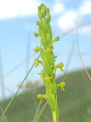 Habenaria pseudociliosa
