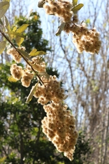 Tarchonanthus littoralis