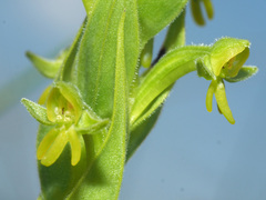 Habenaria pseudociliosa