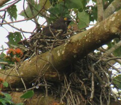 Macheiramphus alcinus