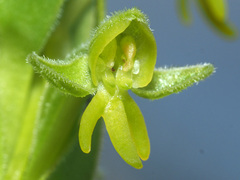 Habenaria pseudociliosa