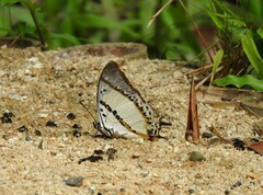 Polyura nepenthes