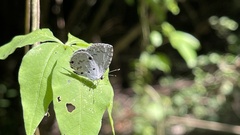 Megisba malaya sikkima