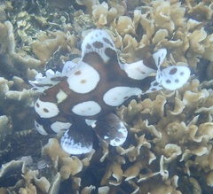 Plectorhinchus chaetodonoides