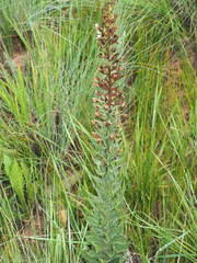 Brachycorythis pubescens