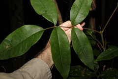 Flindersia bennettii