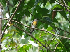 Ficedula mugimaki