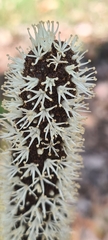 Xanthorrhoea concava