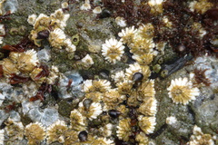 Semibalanus cariosus