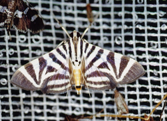 Spilomela perspicata