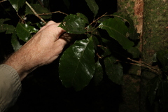 Pseudoweinmannia lachnocarpa