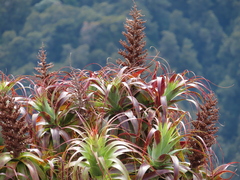 Dracophyllum traversii