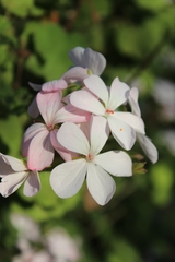 Pelargonium × hybridum