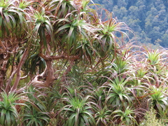 Dracophyllum traversii