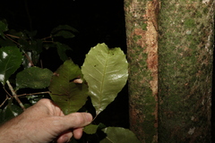 Pseudoweinmannia lachnocarpa