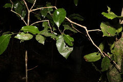Pseudoweinmannia lachnocarpa