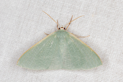 Prasinocyma ocyptera