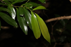 Cryptocarya laevigata