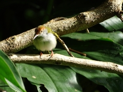 Orthotomus atrogularis