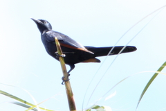 Onychognathus morio morio