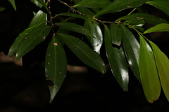 Cryptocarya laevigata