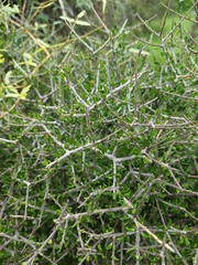 Melicytus