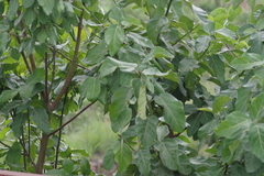 Ficus sur