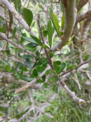 Melicytus