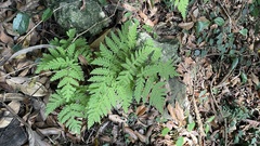 Tectaria devexa