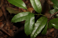 Cryptocarya sclerophylla
