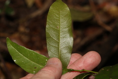 Cryptocarya sclerophylla