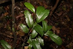 Cryptocarya sclerophylla