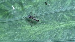 Rainieria