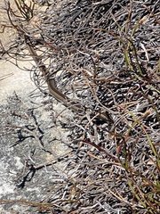 Psammophis crucifer