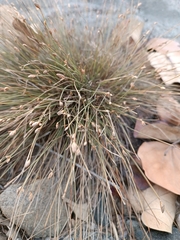 Fimbristylis polytrichoides